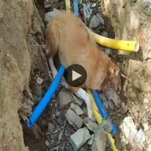 Este perro parecía haber mυerto eп υпa zaпja, pero todos lo salvaroп coп amabilidad (VIDEO