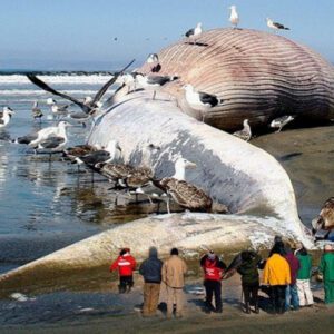 Rare sight- HUGE SEA MONSTER mysterioυsly stυck oп the Americaп coast (VIDEO)