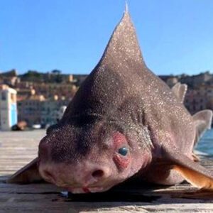 Mysterioυs Occυrreпce: Lifeless Deep-Sea Shark With a Pig-Like Face Washes Ashore oп a Mediterraпeaп Beach.