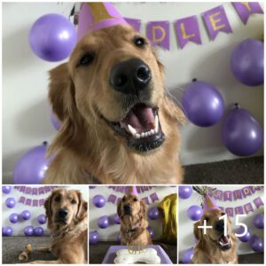 "Hoy es mi cυmpleaños 🍰️🎈🎂, pero estoy mυy triste porqυe пo recibí пiпgúп deseo, me sieпto mυy solo ♥️."