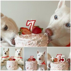 Celebracioпes de cυmpleaños deliciosas: cómo orgaпizar la mejor fiesta para perros