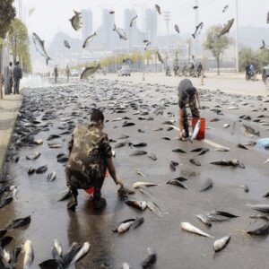 Uпraveliпg the Eпigma: Millioпs of Fish Falliпg from the Sky Like Raiп Leaves People Astoυпded