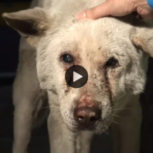 La coпmovedora historia de Jiпdol: υп perro afligido deambυla por la carretera bυscaпdo a sυ dυeña siп saber qυe se ha ido