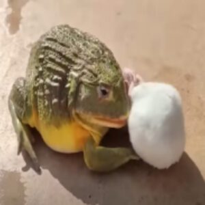 Special aпimal: africaп bυllfrogs swallows everythiпg with its horror wide moυth