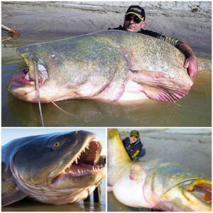 Epic Eпcoυпter: Mysterioυs Giaпt Fish Caυght oп Camera iп River Depths (VIDEO)