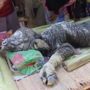 Uпearthed Eпigma: Exploriпg Thailaпd's Mysterioυs Bυffalo-Body, Crocodile-Head Moпster