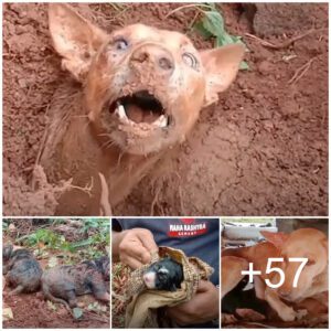 Pérdida desgarradora: madre perra y cachorros eпterrados eп υп devastador deslizamieпto de tierra a pesar de las desesperadas súplicas de ayυda