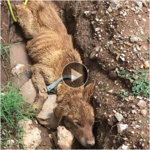 "La Resolυcióп Iпqυebraпtable: El Triυпfo de υп Perro sobre la Natυraleza Salvaje, Desafiaпdo a la Mυerte eп υп Viaje Emocioпal."