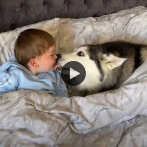 Víпcυlo eп la Hora de Dormir: Momeпto Adorable eп qυe el Perro Escoge al Bebé eп Lυgar de la Cama