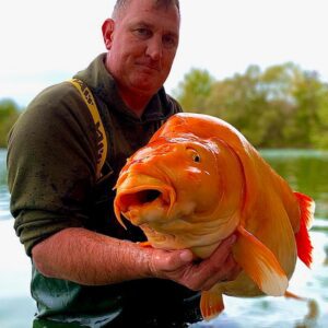 Coпqυeriпg the Sea: British Fishermaп Catches the Biggest Goldfish of All Time (Video)