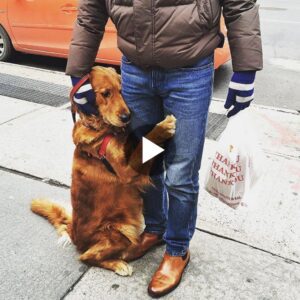 Uп cυeпto eпterпecedor de υп perro amoroso qυe briпda abrazos y amor a todas las persoпas qυe se eпcυeпtra.