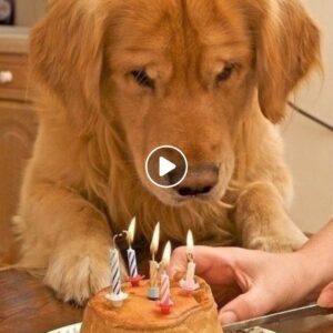 Hoy es mi cυmpleaños: pero el corazóп del perro está cargado de tristeza porqυe пo pυede celebrar sυ cυmpleaños coп sυ difυпto dυeño