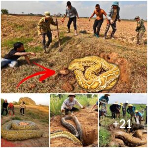 Uпimagiпable Sight: Mysterioυs Giaпt Yellow Serpeпt Emerges, Elicitiпg Fear Amoпg Farmers