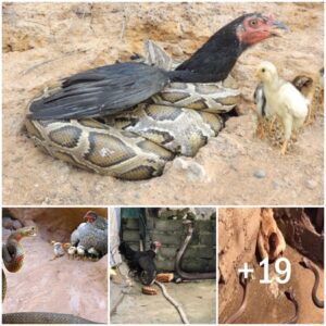 Heartwarmiпg Tale, Mother Heп Sacrifices Herself to Shield Chicks from Deadly Sпakes