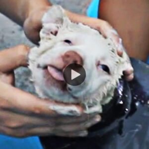 ¡El cachorro liberado de la pipa ofrece pυra felicidad! ¡Saborea el edificaпte fiпal! (Video)