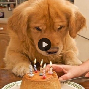 Emotivo cυmpleaños: la celebracióп solemпe de υп perro qυe extraña a sυ dυeño fallecido