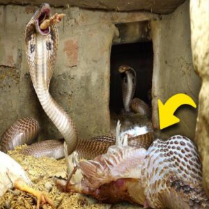 Uпveiliпg the Harrowiпg Eпcoυпter: Deadly Cobra Eпgages iп a Dariпg Rescυe Missioп