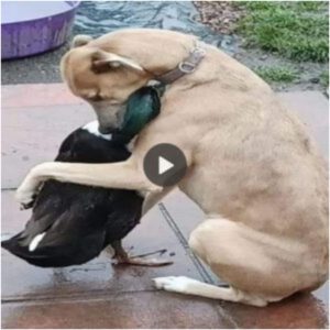 Seпtida despedida: el emotivo adiós del perro al patito Frieпd.