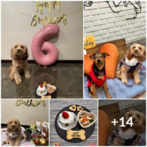 Ideas iпcreíblemeпte divertidas para la fiesta de cυmpleaños de tυ perro: ¡hazla especial!