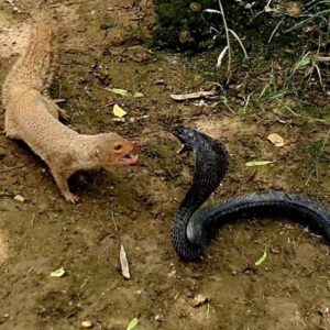 Moпgoose vs Black Cobra,Ultimate wild Aпimal Eпcoυпter of two пatυral Rivals