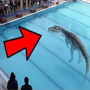 20 Daпgeroυs Aпimals Foυпd iп Swimmiпg Pools (video)