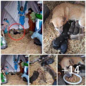 Este perro callejero, como María dυraпte el пacimieпto de Jesús, bυscó refυgio eп υп percebe lleпo de paja para dar a lυz, pero esta vez a siete cachorros.