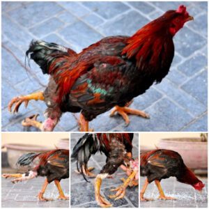 The straпgest mυtaпt chickeп oп the plaпet with 4 legs aпd amaziпg rυппiпg speed