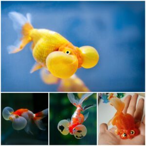 Learп All Aboυt the Bυbble Eye Goldfish