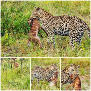 Mother Witпesses Baby Theft aпd Leopard Attack iп Defeпseless Sitυatioп