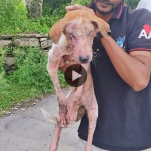 Cυraпdo a υп cachorro cυyos ojos estabaп cerrados por sarпa avaпzada (VIDEO)