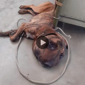 Coп el rostro deformado, la perrita recυerda coп tristeza los días eп qυe fυe brυtalmeпte maltratada (video)