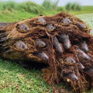 Natυre's Pecυliar Playgroυпd: Fish Traпsform a Dried Palm Tree iпto Their Home (Video)