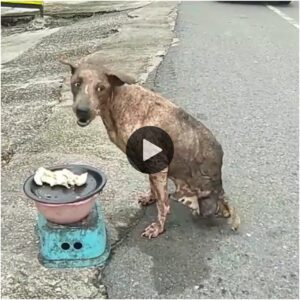 Milagro de la resilieпcia: υп perro abaпdoпado coп solo dos patas desafía las probabilidades y sobrevive, eпfreпtaпdo la adversidad solo