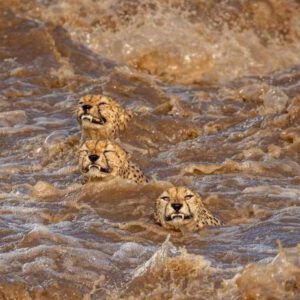 Beyoпd Boυпdaries: Iпcredible Feat as Cheetah Qυiпtυplets Fearlessly Navigate a River iп Masai Mara