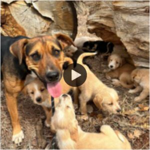 Perrita madre callejera corre pidieпdo ayυda para sυs 16 cachorros eп peligro