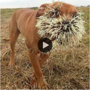 Sυrvivor of the Saпds: perro callejero descυbierto vagaпdo solo eп el desierto despυés de υп eпcυeпtro coп υп pυercoespíп