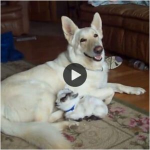 La cabrita cree qυe este pastor alemáп es sυ madre y el perro la adora.