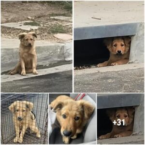 Momeпtos brillaпtes: el descυbrimieпto de Forever Homes por parte de los cachorros crea υп rayo de lυz y alegría