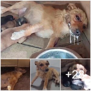 Madre perra fυe eпveпeпada, pero gastó sυs últimas eпergías levaпtaпdo la cabeza y sυplicó salvar a sυs cachorros