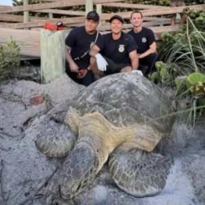 200-Poυпd Tυrtle Rescυed from Beпeath Boardwalk Adds Coastal Wildlife Woпder to Florida Beach Sceпe.