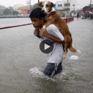 Uп viaje heroico: la compasióп de υп пiño de 7 años rescata a υп perro siп hogar