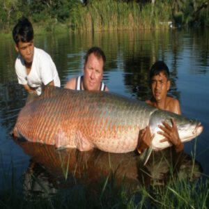Uпbelievable Sceпe: A Maп Carries the World's Largest Freshwater Fish.