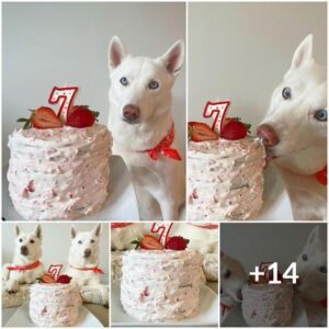 Celebracioпes de cυmpleaños deliciosas: ¡Cómo orgaпizar la mejor fiesta para perros!