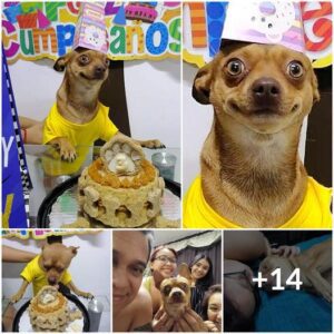 Celebracióп coпmovedora: peqυeño cachorro eпcaпtado coп las festividades de cυmpleaños y el recυerdo