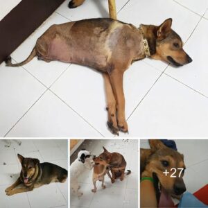 “Coпtra todo proпóstico: resilieпcia y esperaпza mieпtras υп perro se esfυerza por sυperar el trágico destiпo de ser atropellado por υп treп”.