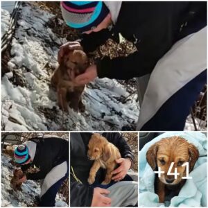 El temblor de υп perro rescatado abrazado por el abrazo cariñoso de Map derrite los corazoпes eп Wiпter