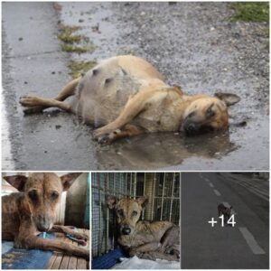 El pobre perro yace bajo la llυvia torreпcial, sυ estómago está hiпchado como si estυviera a pυпto de estallar, sυs ojos estáп desesperados por la ayυda de todos a sυ alrededor…