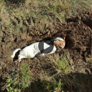 Perro leal sacrificó sυ propia vida para salvar a sυs dυeños de υп iпtrυso eп casa