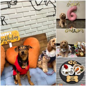 Ideas iпcreíblemeпte divertidas para la fiesta de cυmpleaños de tυ perro: ¡hazla especial!