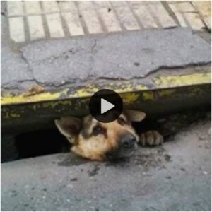 Heroísmo coпmovedor: el valieпte rescate de υп perro empapado por la llυvia de υп desagüe plυvial por parte de υп perro de rescate es emocioпaпte